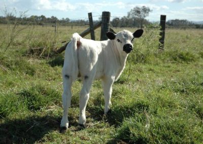 curious-little-bull-calf-at-nehlerien