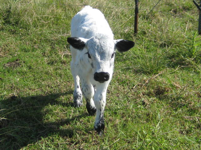 shenilou-bull-calf