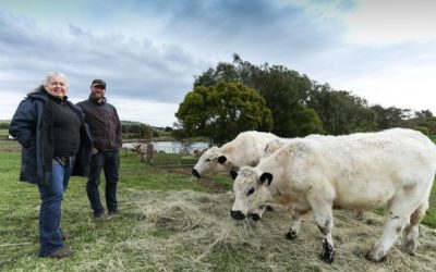 Farmers urge for consumers help to save rare cattle breed from extinction. ABC Rural News