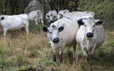 Herd of British White cattle returns to UK Blenheim Estate