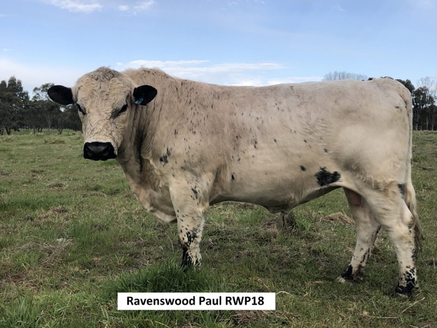 RAVENSWOOD PAUL RWP18